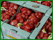 Produzione scalogno - Fratelli Bisco